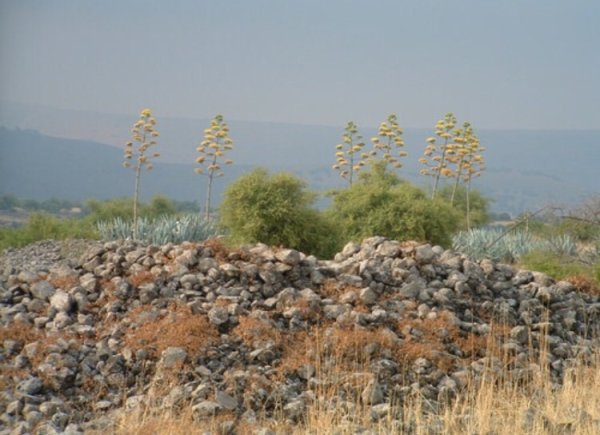 دَلاّتَه/ دَلاّتَة | موسوعة القرى الفلسطينية