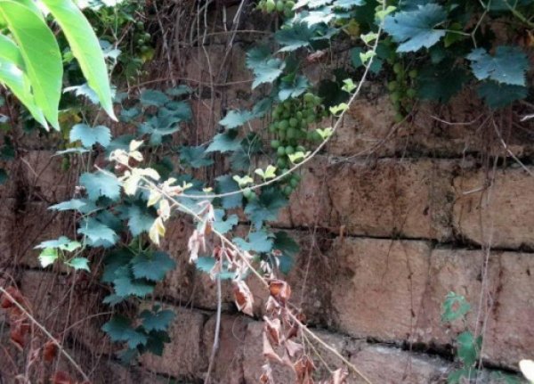 أم الفرج | موسوعة القرى الفلسطينية