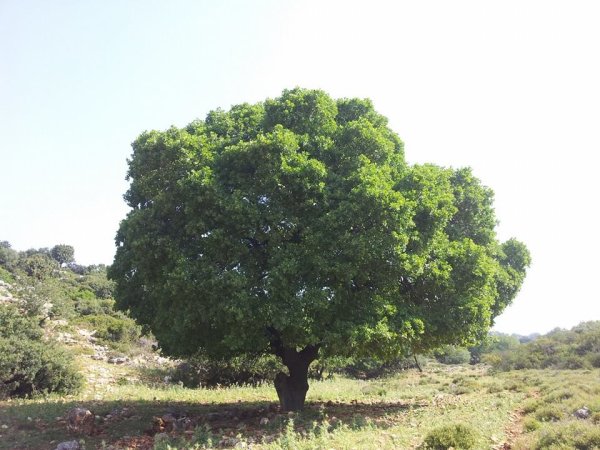 الحسينية | موسوعة القرى الفلسطينية