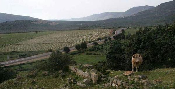 كفر عنان | موسوعة القرى الفلسطينية