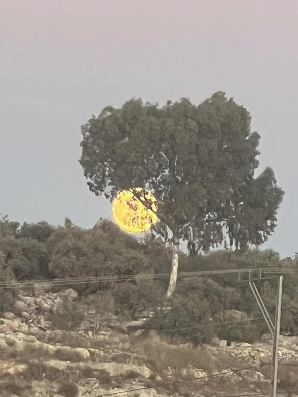 باقة الشرقية / من قرى الشعراوية | موسوعة القرى الفلسطينية