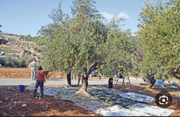 باقة الشرقية / من قرى الشعراوية | موسوعة القرى الفلسطينية