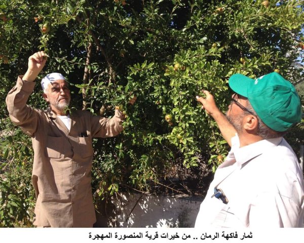 خربة المنصورة | موسوعة القرى الفلسطينية