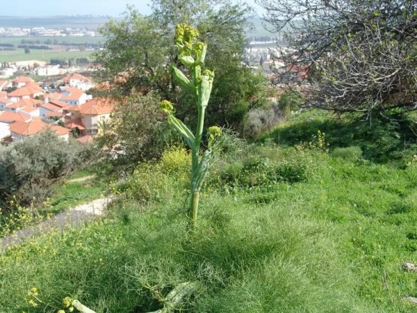 مُغُرْ الخَيّطْ/مَغَار الخَيّطْ | موسوعة القرى الفلسطينية