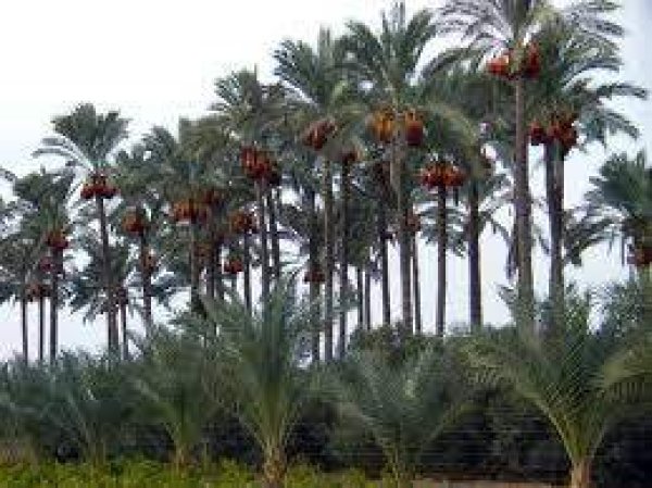 مدينة دَيْر البَلَحْ/ المحافظة الوسطى | موسوعة القرى الفلسطينية