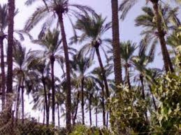 مدينة دَيْر البَلَحْ/ المحافظة الوسطى | موسوعة القرى الفلسطينية