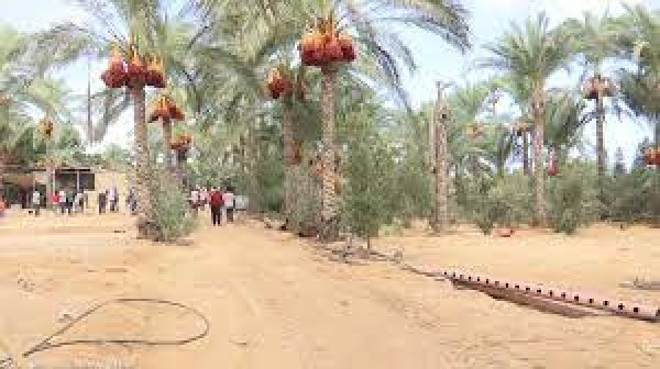 مدينة دَيْر البَلَحْ/ المحافظة الوسطى | موسوعة القرى الفلسطينية