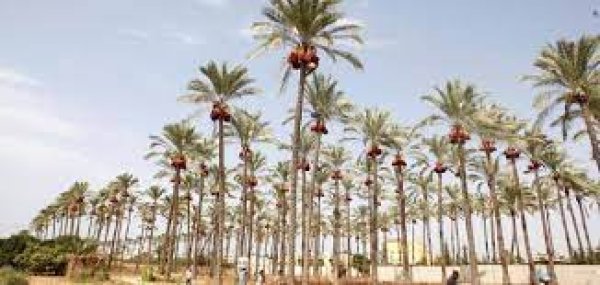 مدينة دَيْر البَلَحْ/ المحافظة الوسطى | موسوعة القرى الفلسطينية