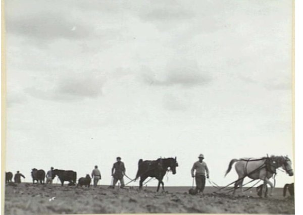 القُسْطِيْنة/ قُسْطِيْنِة | موسوعة القرى الفلسطينية