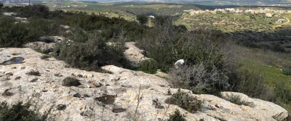 أمُّ التُوْت | موسوعة القرى الفلسطينية