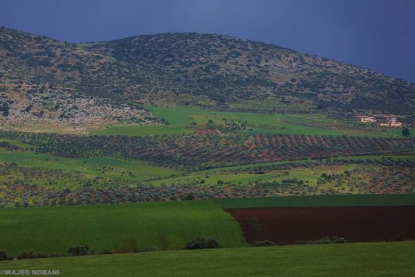 الكُفَيْر | موسوعة القرى الفلسطينية