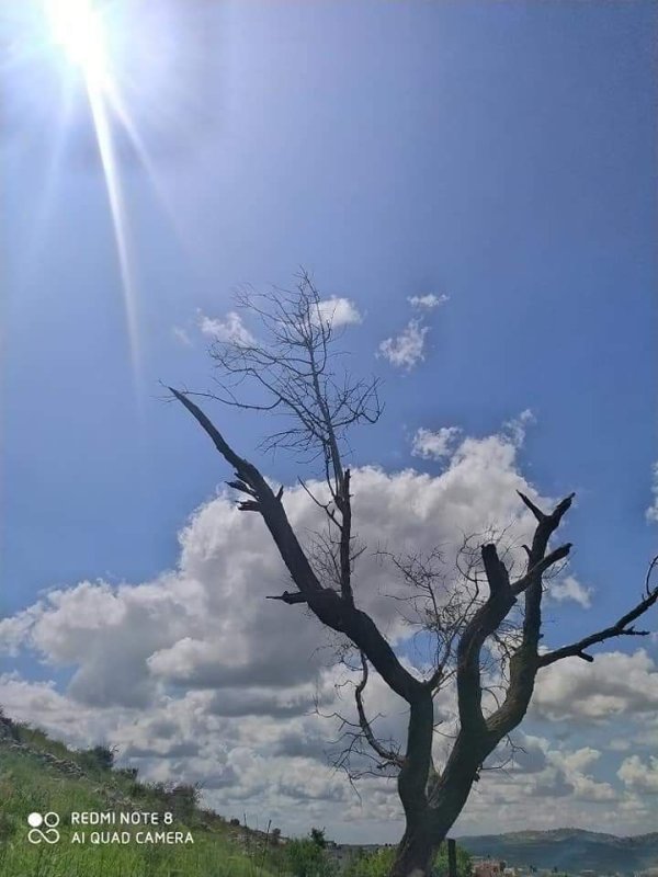 الزاوِيَة | موسوعة القرى الفلسطينية