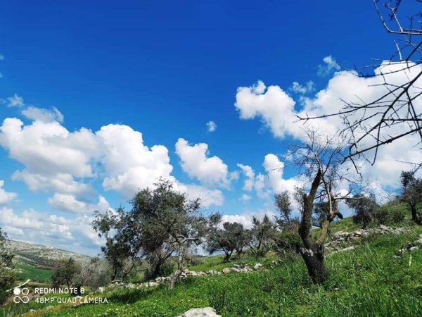 الزاوِيَة | موسوعة القرى الفلسطينية