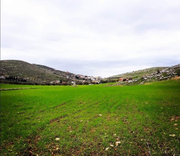 الزاوِيَة | موسوعة القرى الفلسطينية