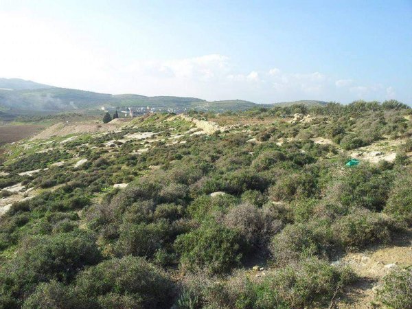 المَنْصورَة | موسوعة القرى الفلسطينية