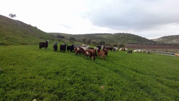 المَنْصورَة | موسوعة القرى الفلسطينية