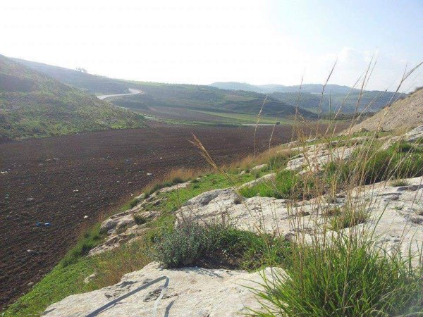 المَنْصورَة | موسوعة القرى الفلسطينية