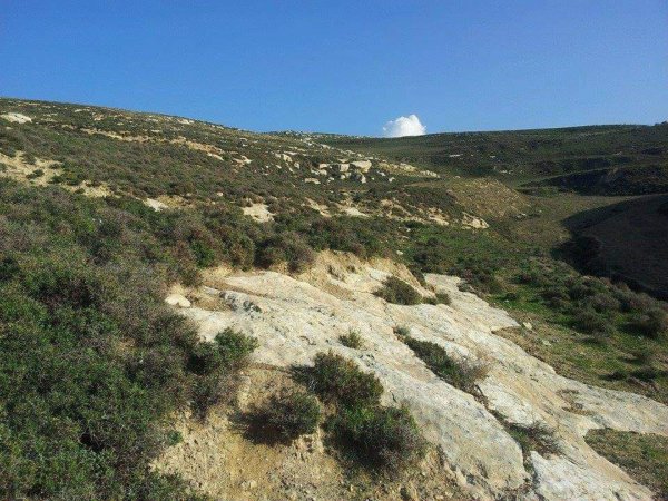 المَنْصورَة | موسوعة القرى الفلسطينية