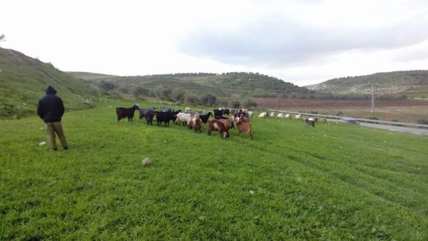 المَنْصورَة | موسوعة القرى الفلسطينية