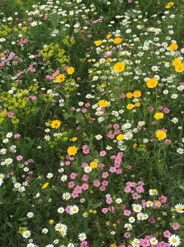 خربة البُوَيّشَاتْ/ قرى الروحة | موسوعة القرى الفلسطينية