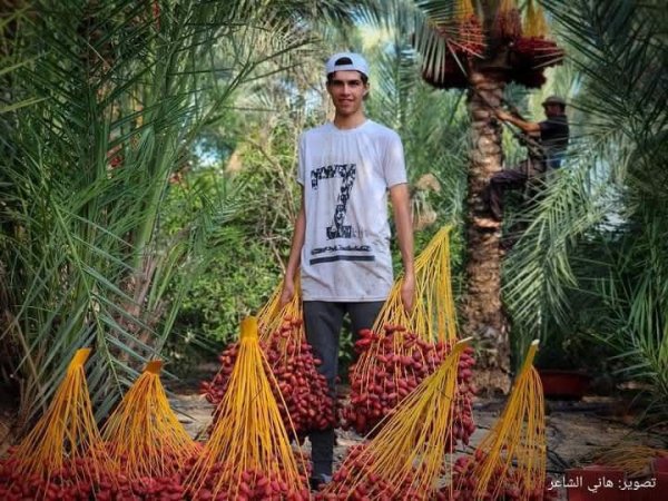 مدينة دَيْر البَلَحْ/ المحافظة الوسطى | موسوعة القرى الفلسطينية