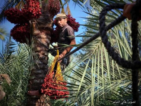 مدينة دَيْر البَلَحْ/ المحافظة الوسطى | موسوعة القرى الفلسطينية
