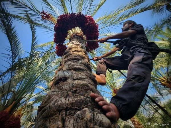 مدينة دَيْر البَلَحْ/ المحافظة الوسطى | موسوعة القرى الفلسطينية