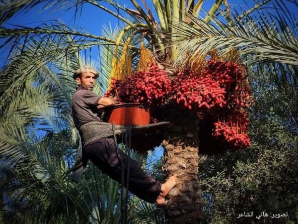 مدينة دَيْر البَلَحْ/ المحافظة الوسطى | موسوعة القرى الفلسطينية