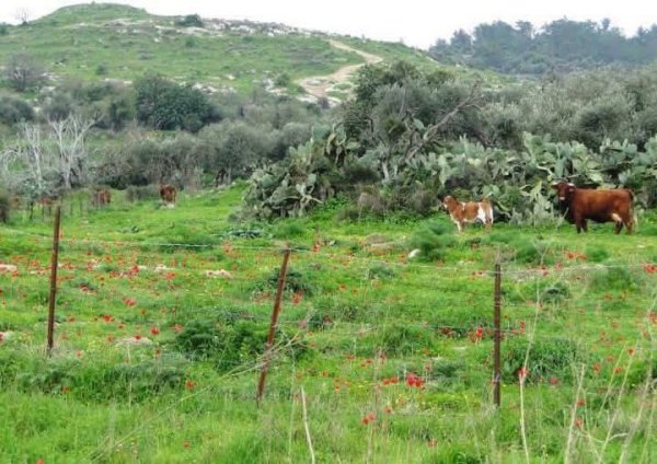 عَجَنْجُول/ خربة كفرتا | موسوعة القرى الفلسطينية