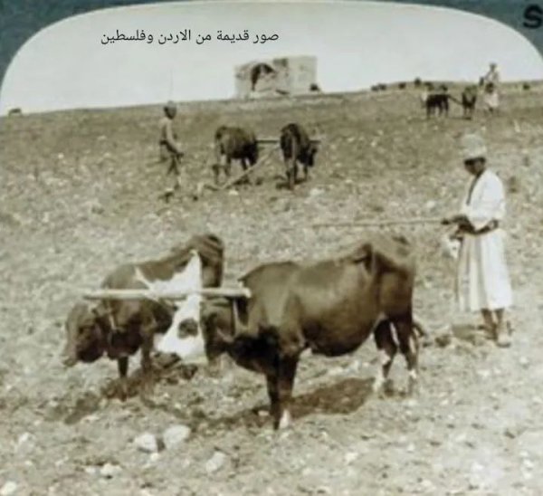 عَجَنْجُول/ خربة كفرتا | موسوعة القرى الفلسطينية